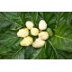 Organic Noni Juice