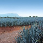 Organic Agave Nectar (4)