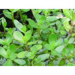 blackstrap molasses unsulphured goindiaorganic vinegar
