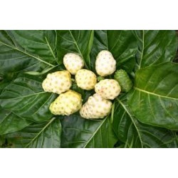 buy goji berries in india