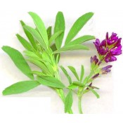 Organic Alfalfa (1)