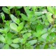 Bacopa