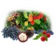 Organic Fruit Powder